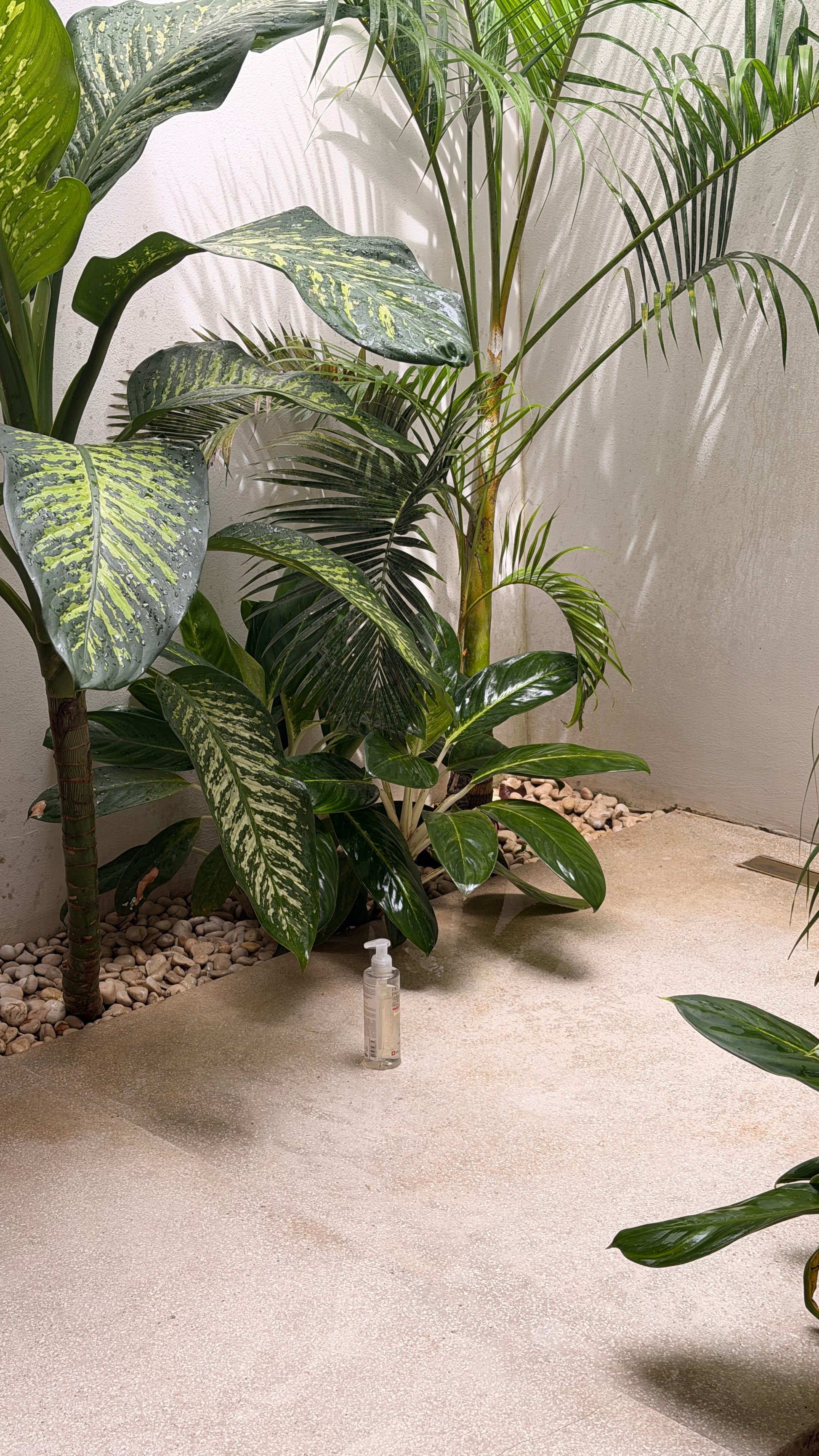 Botik Gel de Limpieza Facial Cica + Pantenol + Ceramidas 200g